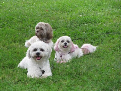 Sebeck Family Dogs